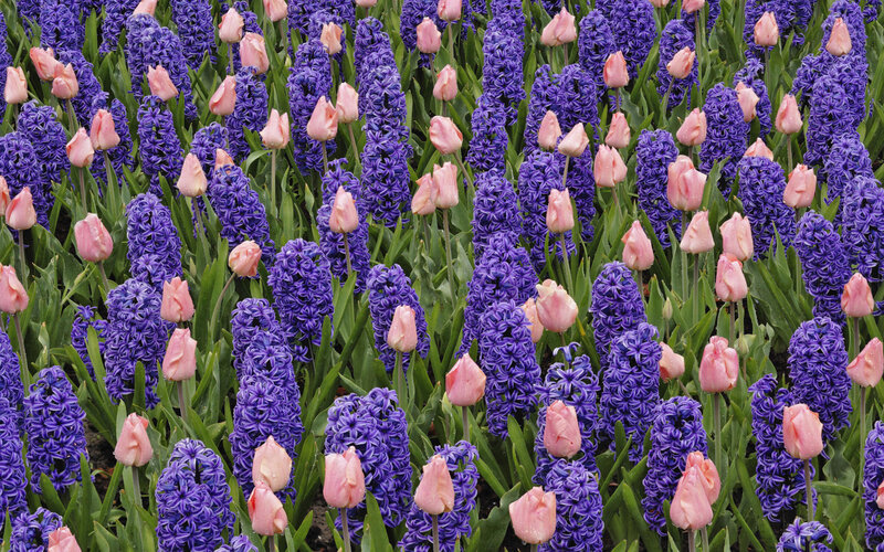 Purple Hyacinths and Pink Tulips — Calm