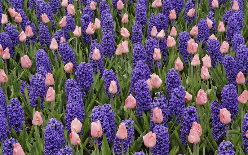 Purple hyacinths and pink tulips