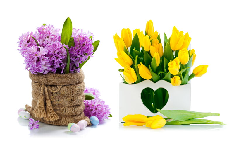 Purple Hyacinths and Yellow Tulips