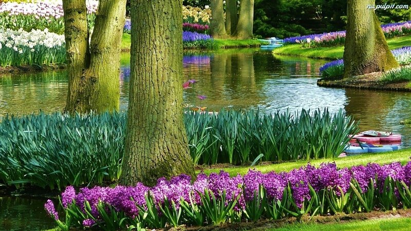 Purple Hyacinths by Pond