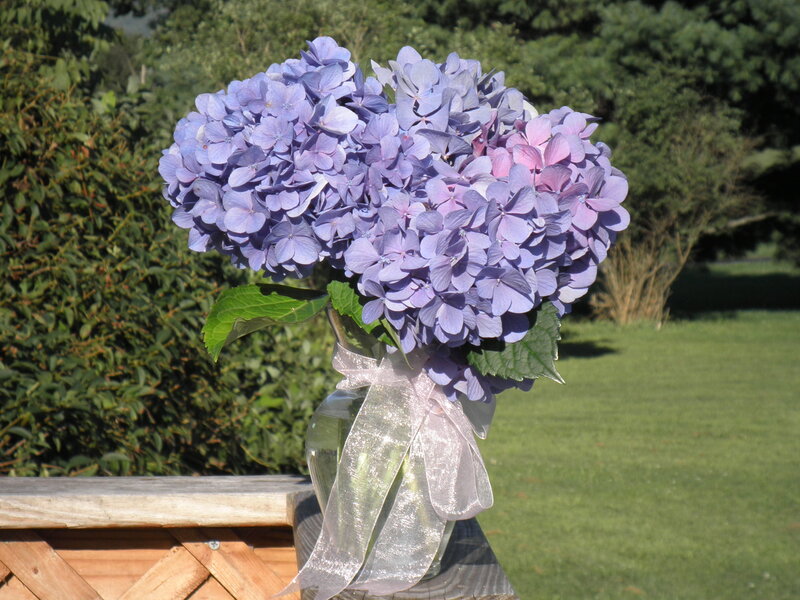 Purple Hydrangea Bouquet — Serene, Afternoon