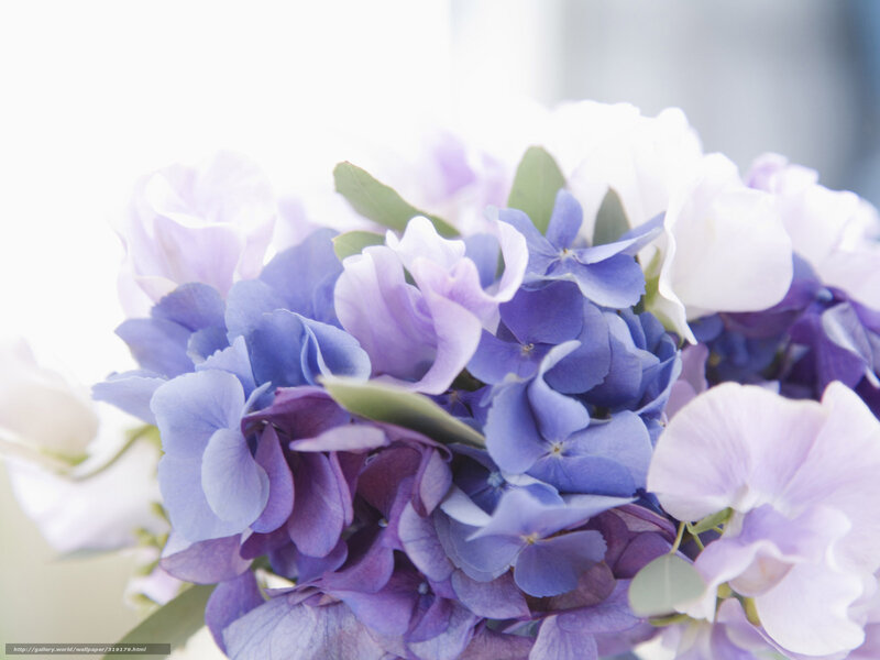 Purple Hydrangea Bouquet — Serene, Photograph