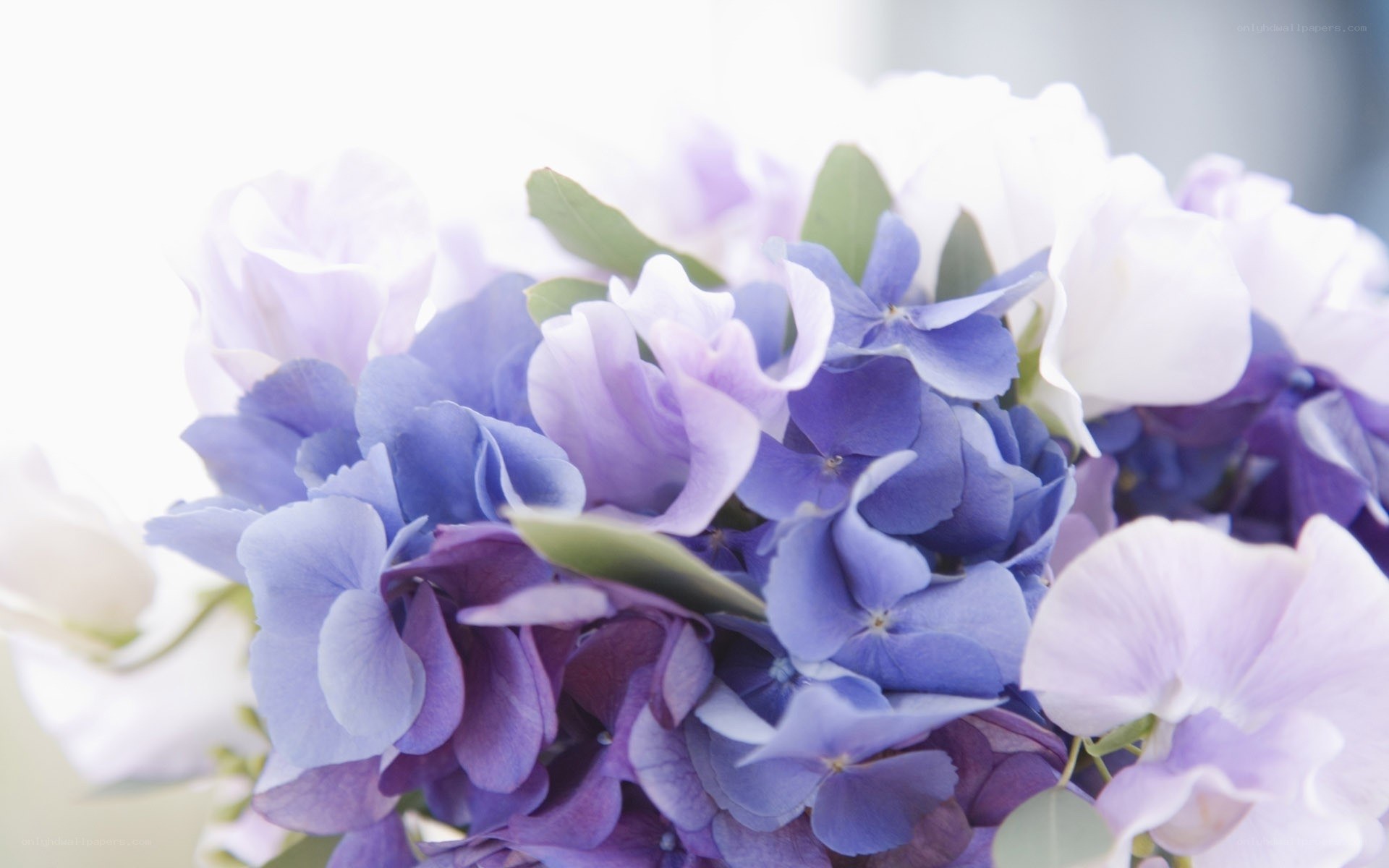 purple hydrangea bouquet