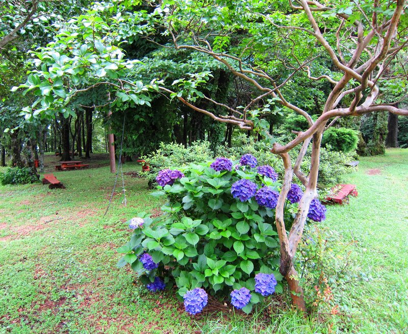 Purple Hydrangea Bush