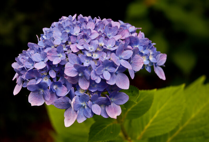 purple hydrangea flower