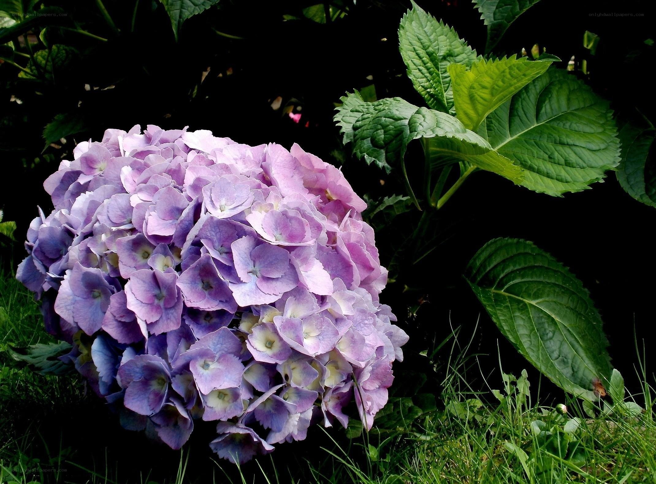 purple hydrangea flower