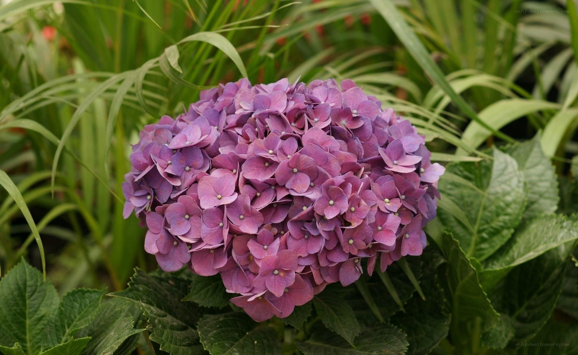 purple hydrangea flower