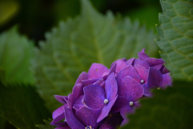 purple hydrangea flower