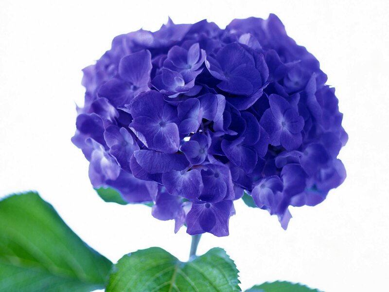 purple hydrangea flower