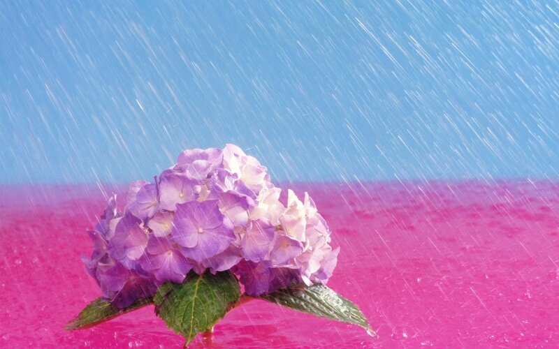 Purple Hydrangea Flower — Blue, Dramatic