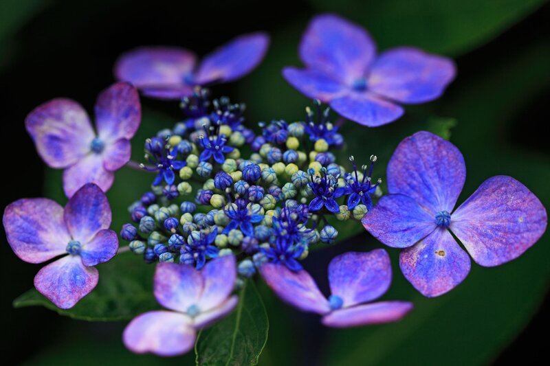 Purple Hydrangea Flower — Blue, Serene, Photograph, Buds