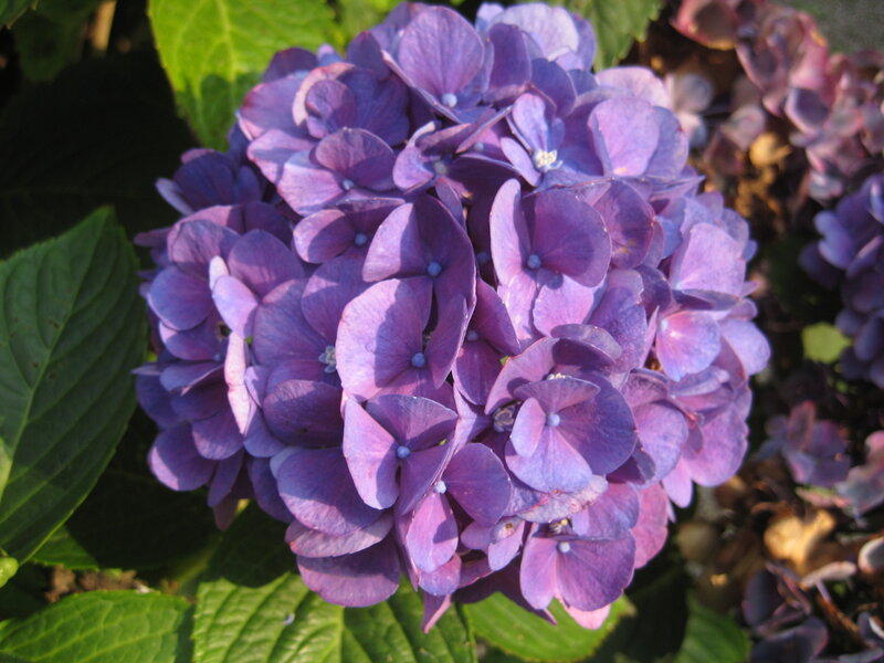 Purple Hydrangea Flower — Calm, Afternoon, Photograph, Green Leaves, Flower Cluster