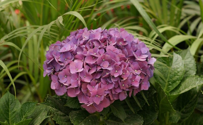 Purple Hydrangea Flower — Calm, Afternoon, Photograph, Green Leaves, Grass