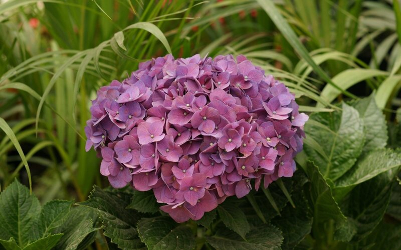 Purple Hydrangea Flower — Calm, Afternoon, Photograph, Green Leaves
