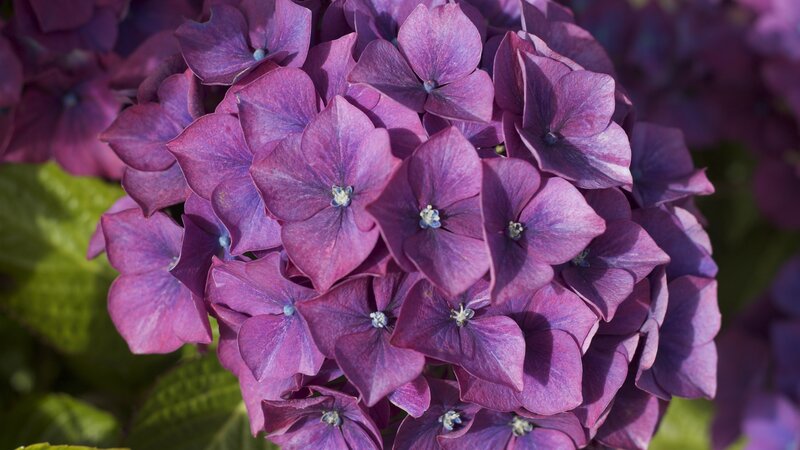 Purple Hydrangea Flower — Calm, Afternoon, Photograph, Petals