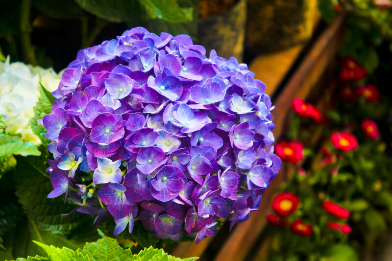 Purple Hydrangea Flower — Calm, Afternoon, Photograph