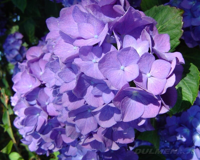 Purple Hydrangea Flower — Calm, Afternoon