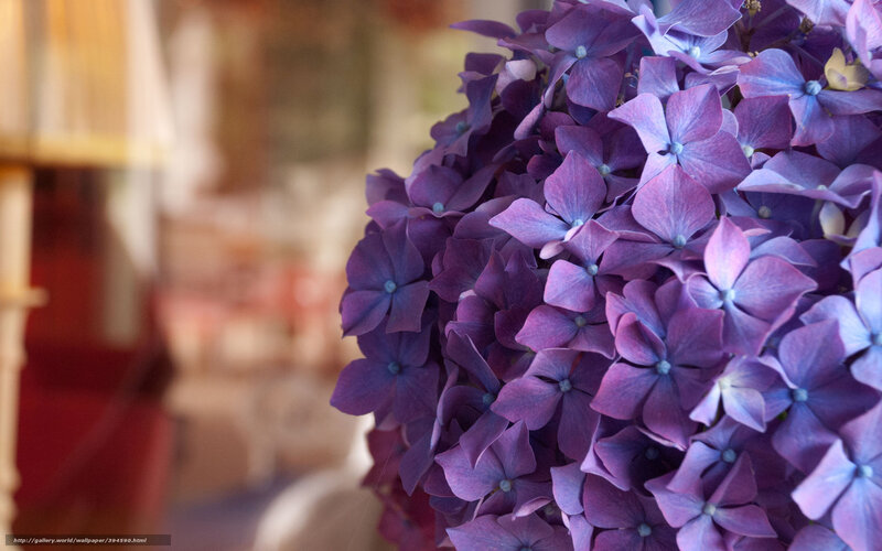 Purple Hydrangea Flower — Calm, Photograph, Flowers, Blurry Background