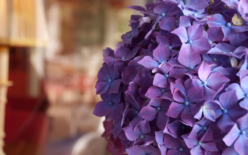 Purple Hydrangea Flower — Calm, Photograph, Flowers