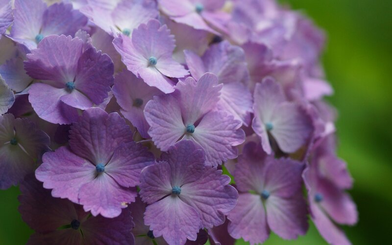 Purple Hydrangea Flower — Calm, Photograph, Green Background