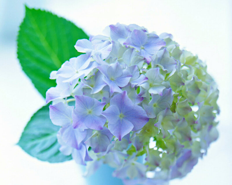 Purple Hydrangea Flower — Calm, Photograph, Green Leaf