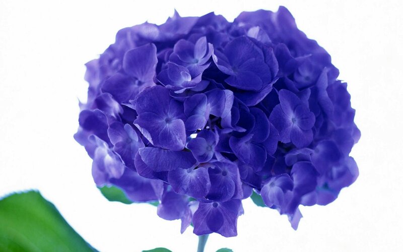 Purple Hydrangea Flower — Calm, Photograph, Green Leaf, White