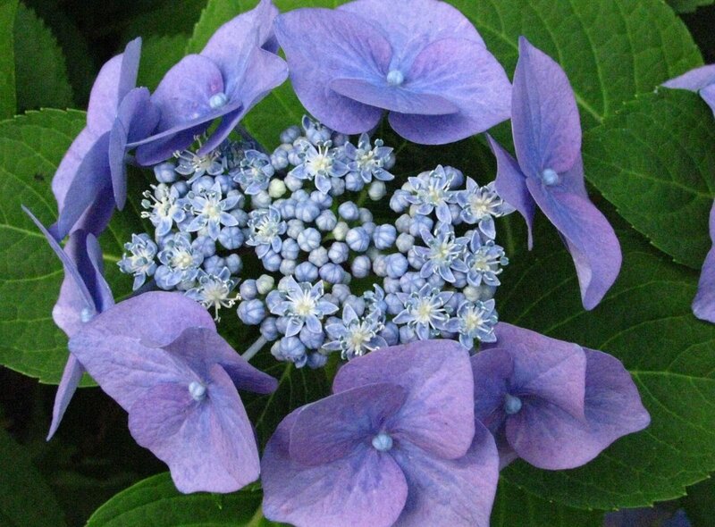 Purple Hydrangea Flower — Calm, Photograph, Green Leaves, Flower Buds