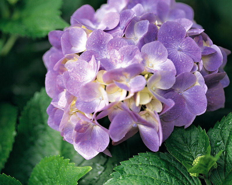 Purple Hydrangea Flower — Calm, Photograph, Green Leaves