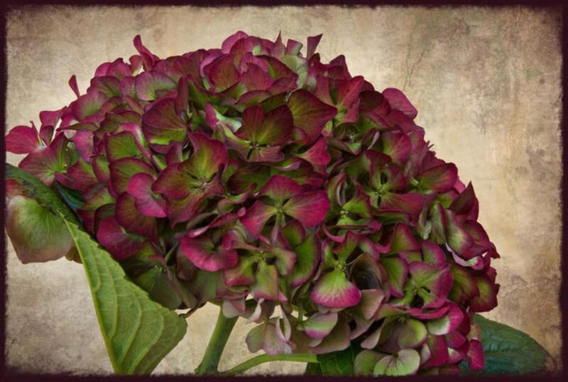 Purple Hydrangea Flower — Calm, Photograph, Leaf