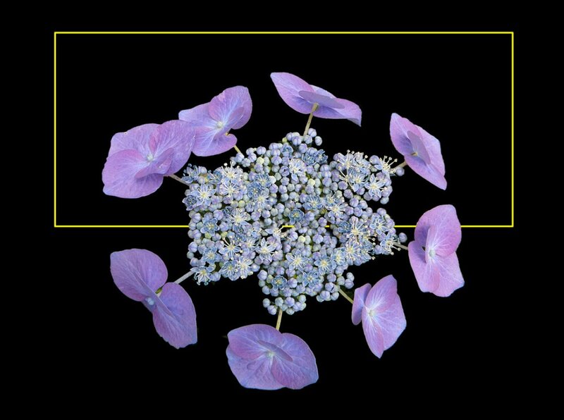 Purple Hydrangea Flower — Calm, Photograph, Petals, Black Background