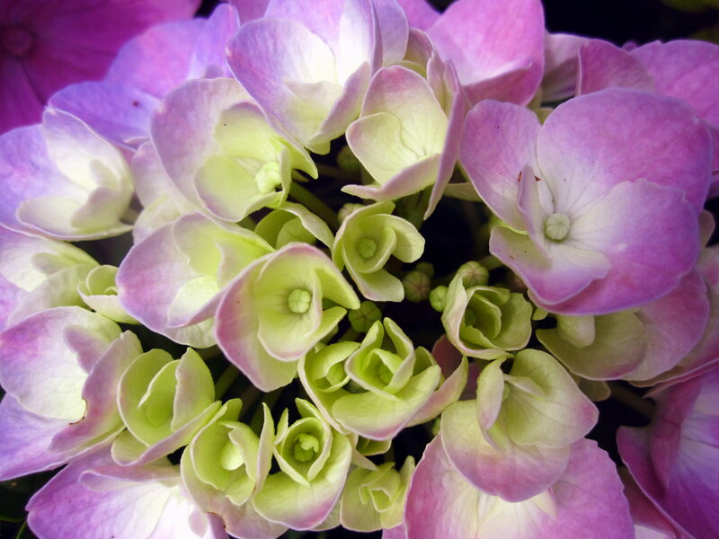 Purple Hydrangea Flower — Calm, Photograph, Petals, Bloom