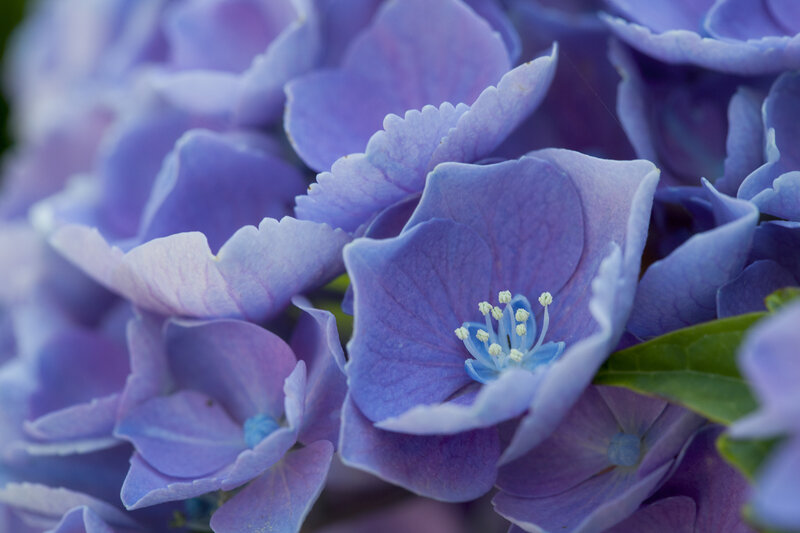 Purple Hydrangea Flower — Calm, Photograph, Petals, Stamen