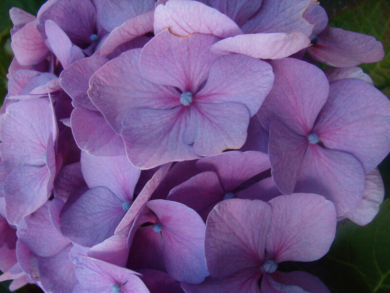 Purple Hydrangea Flower — Calm, Photograph, Petals