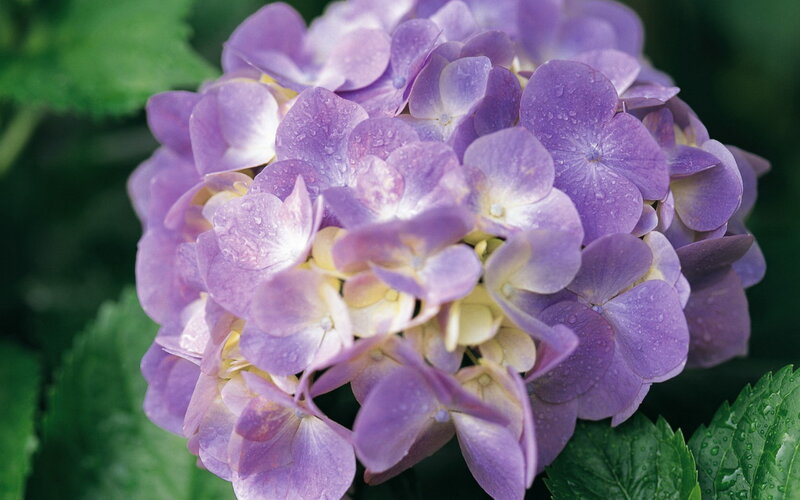 Purple Hydrangea Flower — Calm, Photograph, Water Droplets