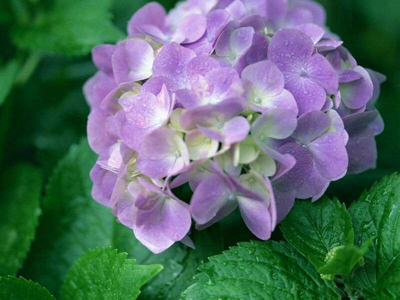 Purple Hydrangea Flower — Calm, Spring