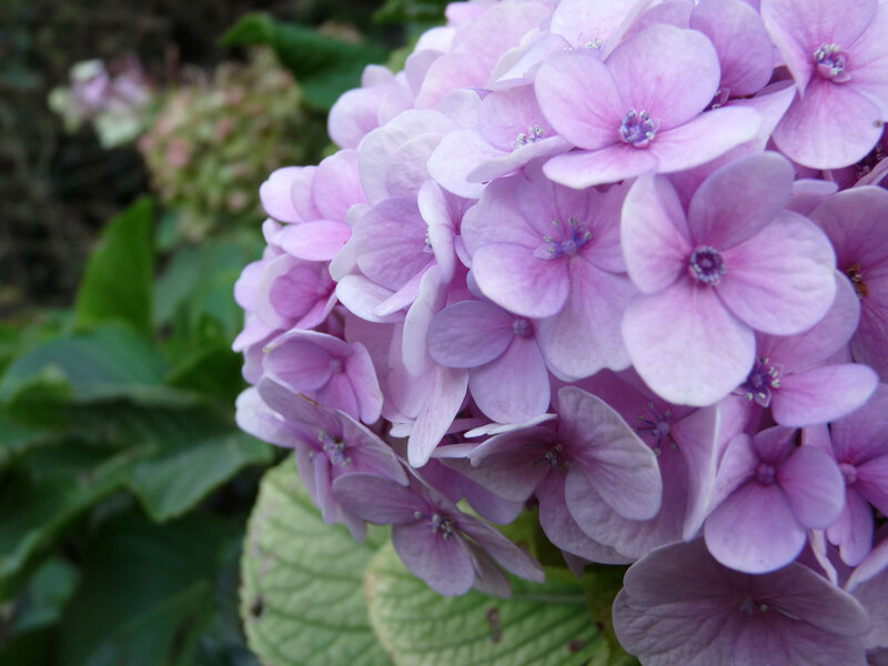 Purple Hydrangea Flower — Calm, Summer, Photograph, Green Leaves, Green