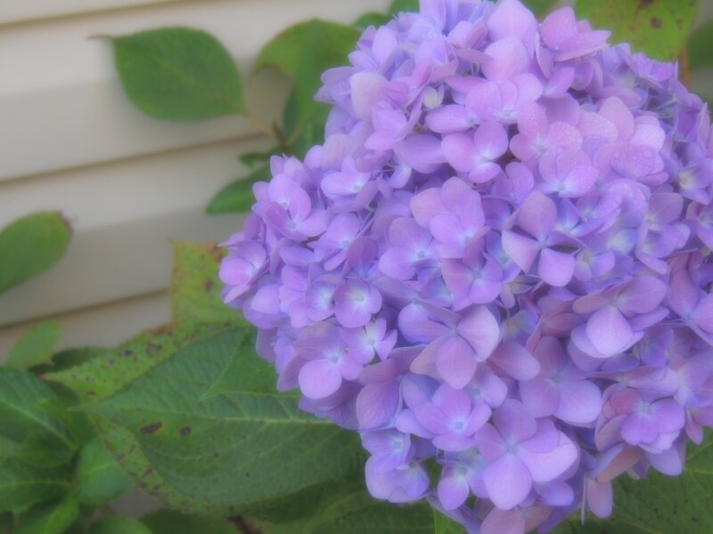 Purple Hydrangea Flower — Calm, Summer, Photograph
