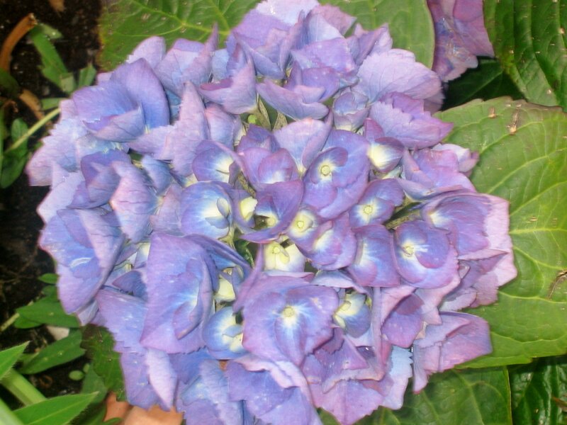 Purple Hydrangea Flower — Calm, Summer