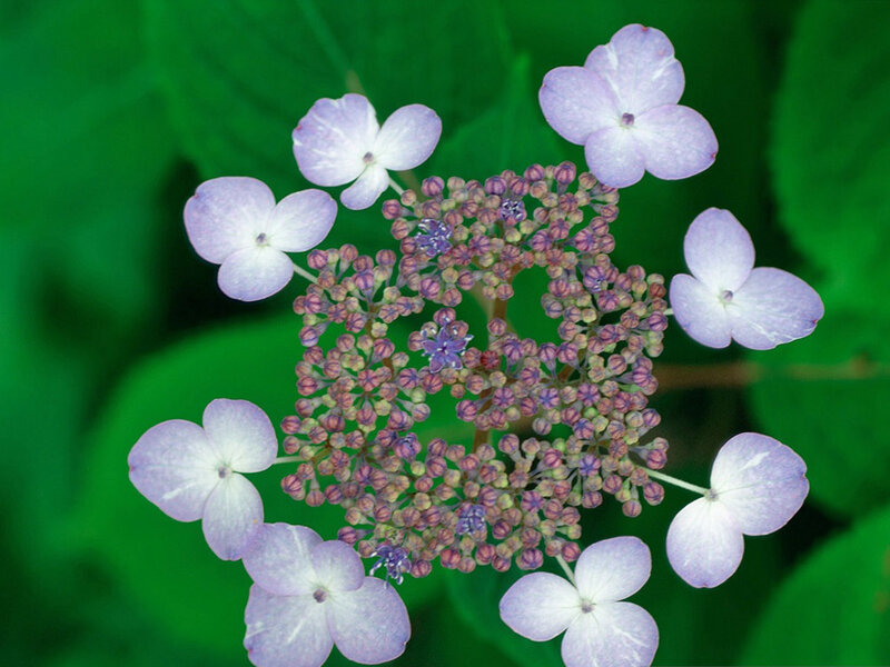 Purple Hydrangea Flower — Calm