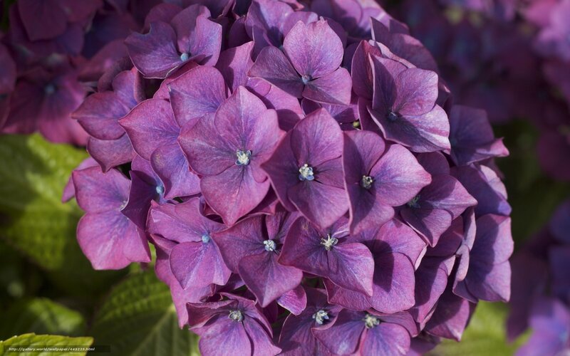 Purple hydrangea flower cluster