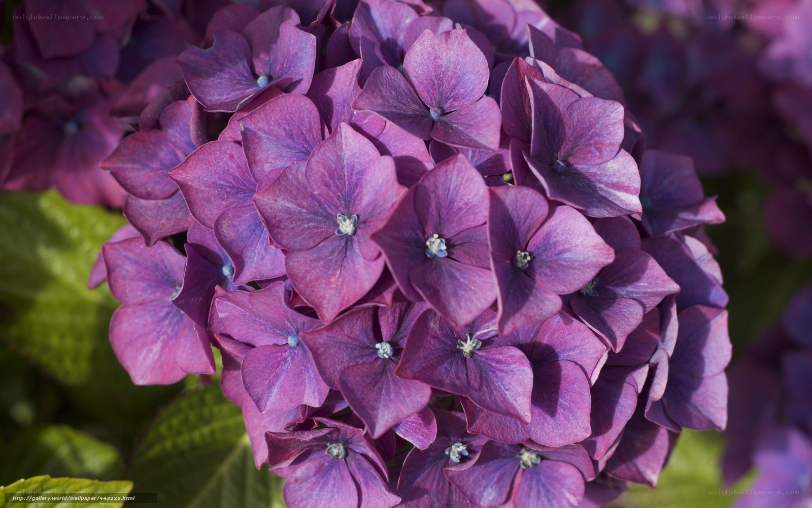 Purple hydrangea flower cluster