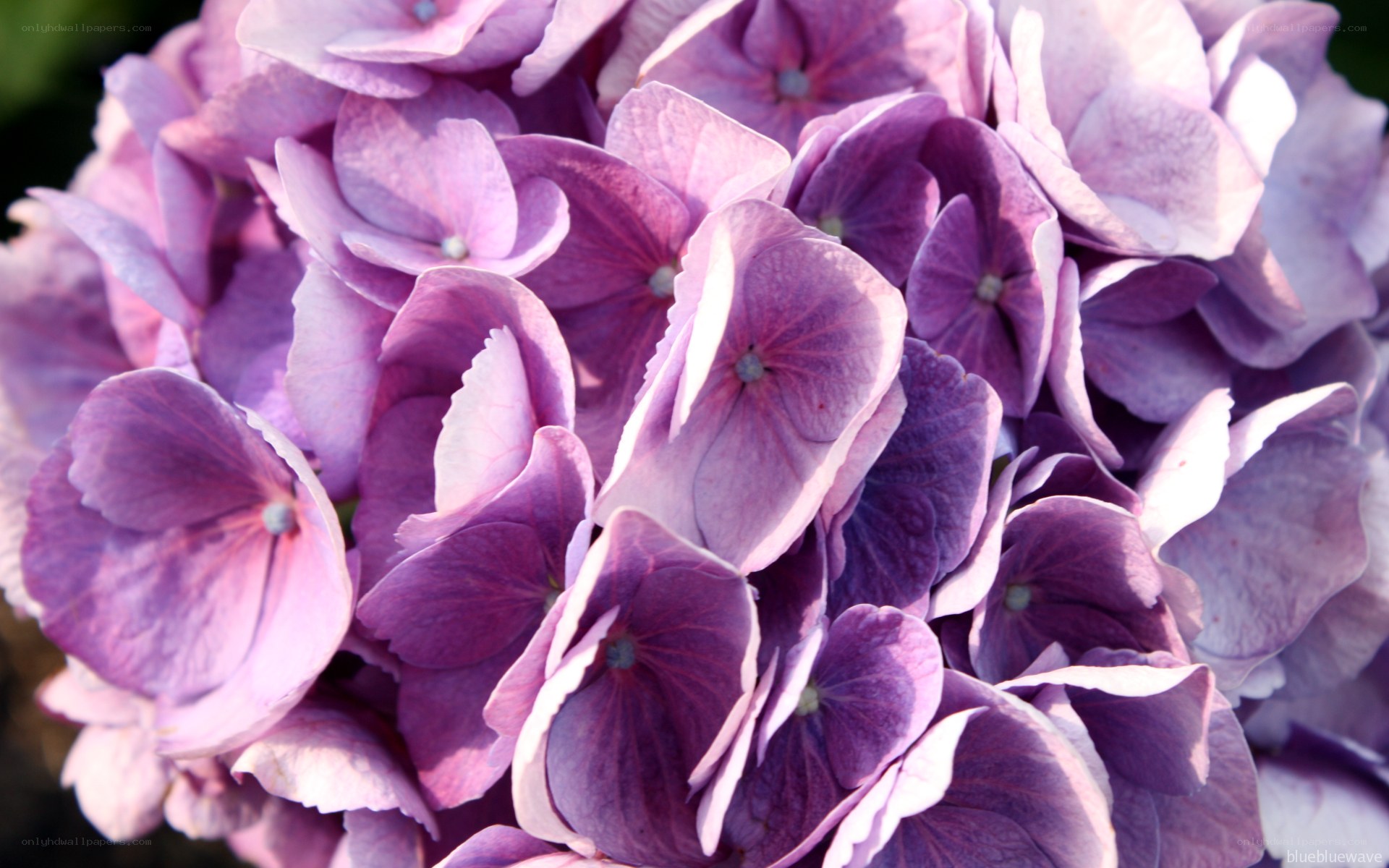 purple hydrangea flower cluster