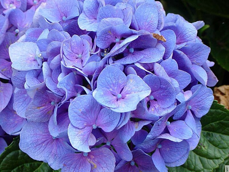purple hydrangea flower cluster