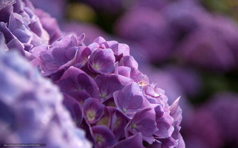 Purple hydrangea flower cluster