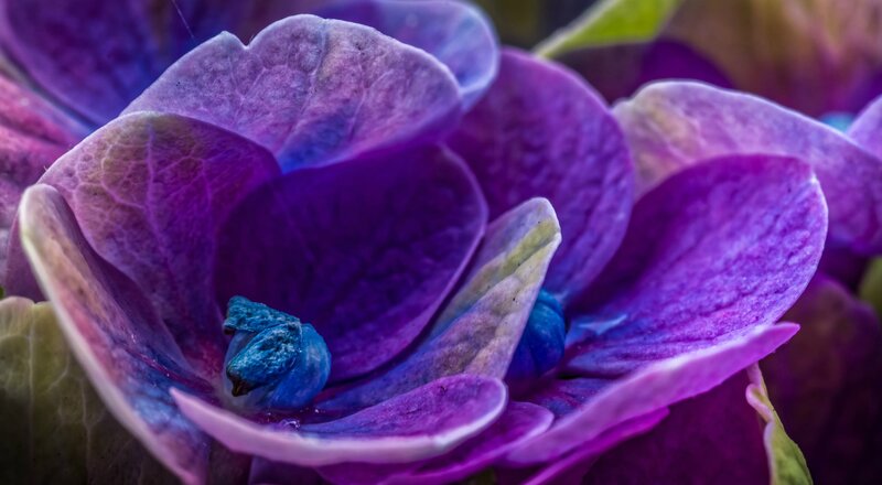 Purple Hydrangea Flower — Detailed