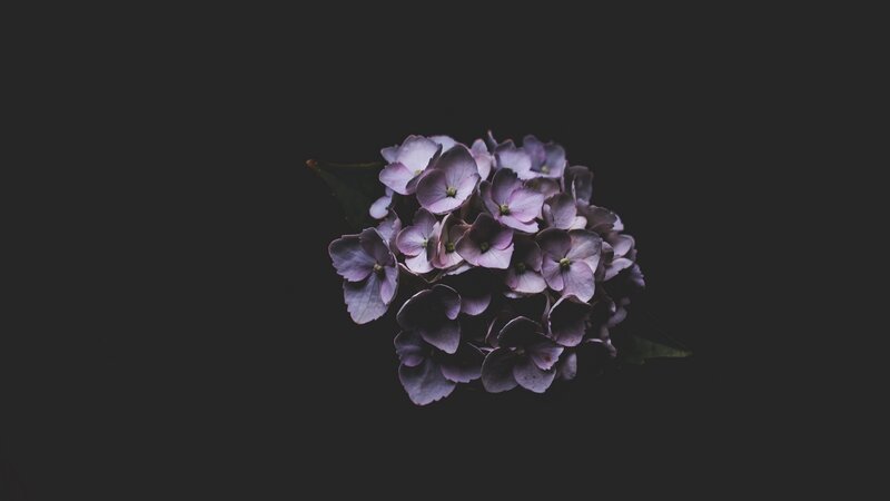 Purple Hydrangea Flower — Dramatic, Photograph, Leaf