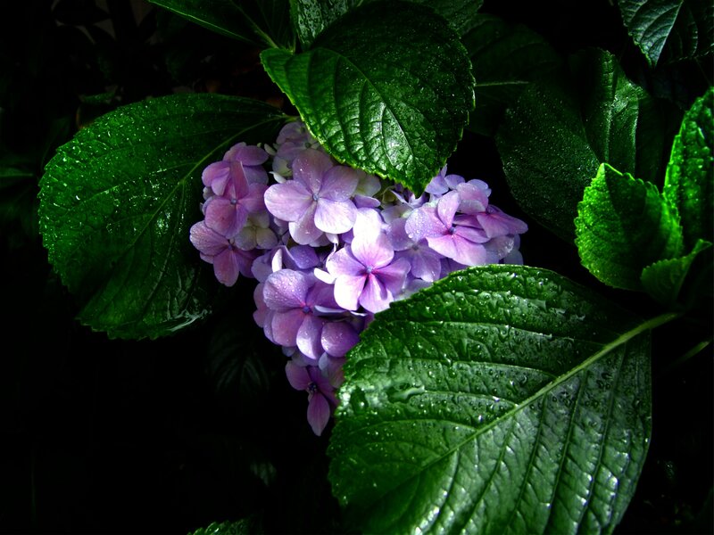 Purple Hydrangea Flower — Dramatic, Photograph