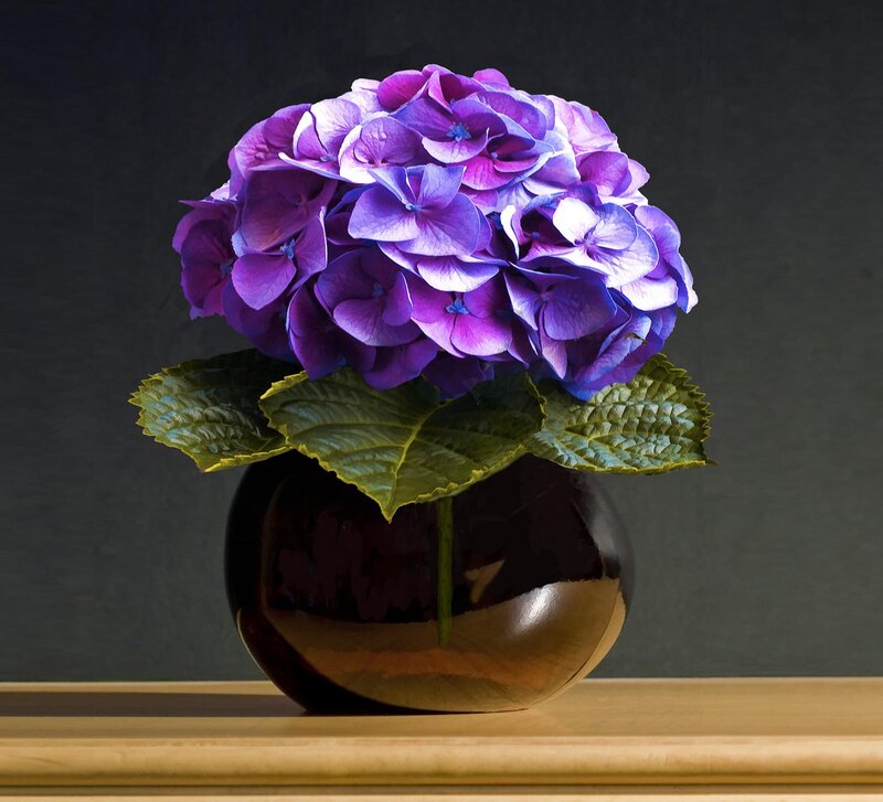 Purple Hydrangea Flower — Dramatic