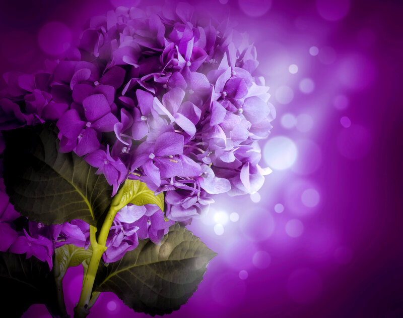 Purple Hydrangea Flower — Dreamy, Photograph