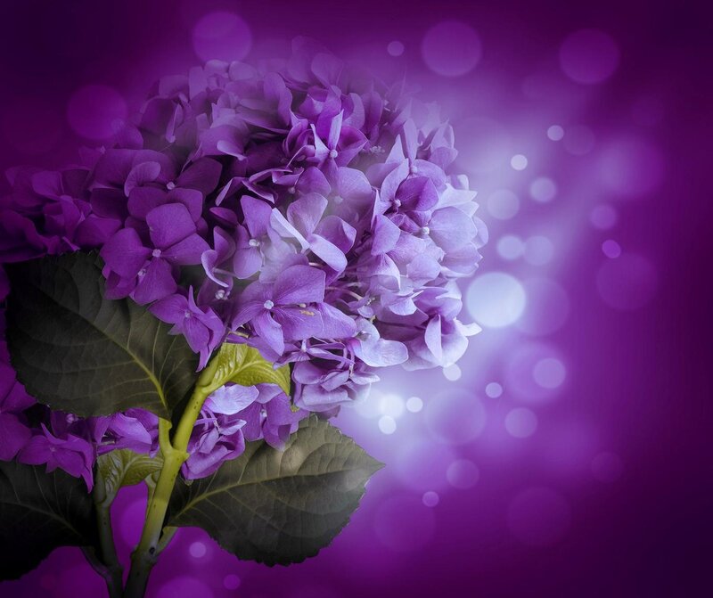 Purple Hydrangea Flower — Dreamy
